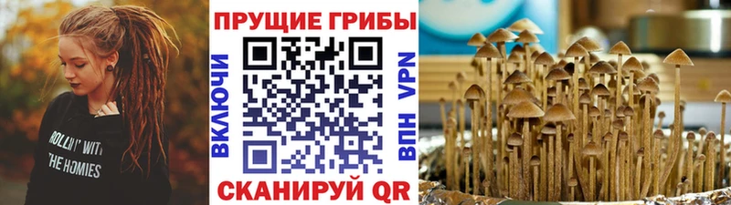 дарнет шоп  Елабуга  Галлюциногенные грибы Psilocybe 